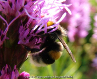 Hummel1.jpg