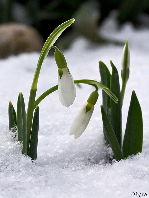 Schneeglöckchen