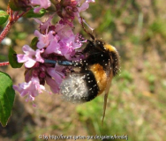Hummel2.jpg