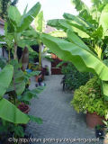 Musa basjoo und sikkimensis