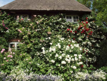 Rosen an Hauswand in MV