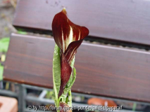 Arisaema engleri - Blüte