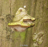 Baumpilz