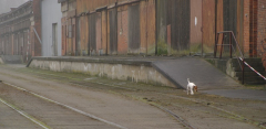 hund_nebel.jpg