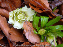 erste Hellebore 2011