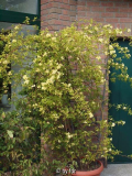 banksia lutea 02