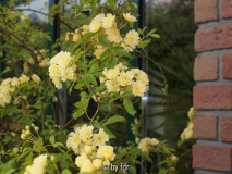 banksia lutea 01