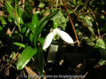 Galanthus ikariae subspec. snogerupii