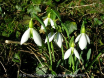 Galanthus 'Ding Dong' Januar 2011