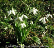 Galanthus Mrs Macnamara