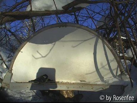 Vogelwebcam