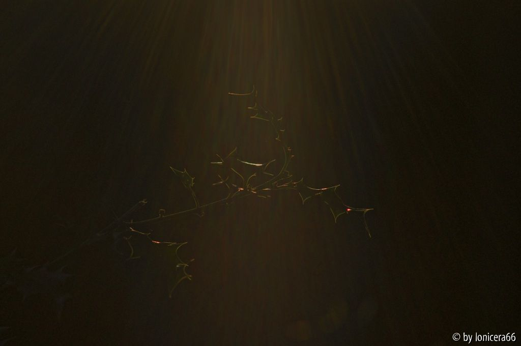 Ileximabendlicht