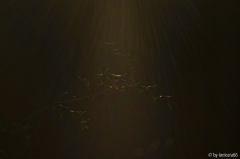 Ileximabendlicht