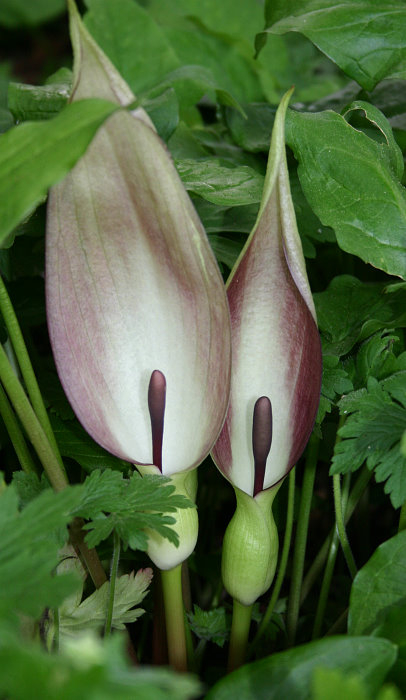 Arum maculatum