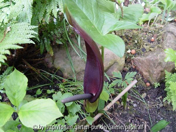 Arum nigrum - Blüte