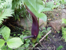 Arum nigrum - Blüte