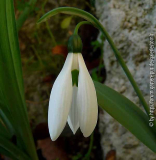 Galanthus elwesii monostictus - 29-01-11