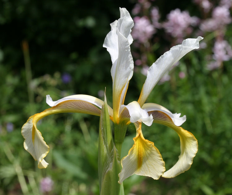 Iris carthaliniae