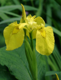 Iris pseudacorus