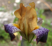 Iris variegata (Sämling)