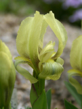 Iris reichenbachii