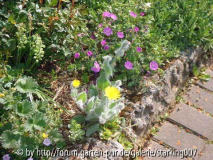 HIERACIUM_VILLOSA.JPG