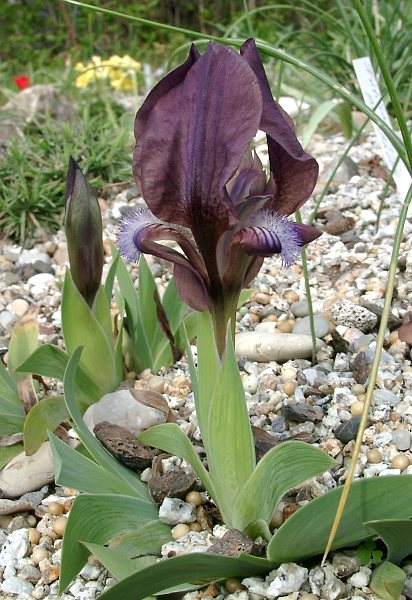 Iris mellita