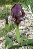 Iris mellita