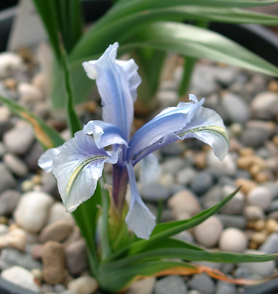 Iris aucheri