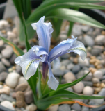 Iris aucheri