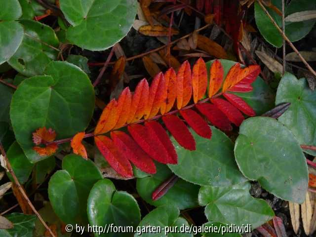 Epimedium acuminatum x pinnatum Laub im November