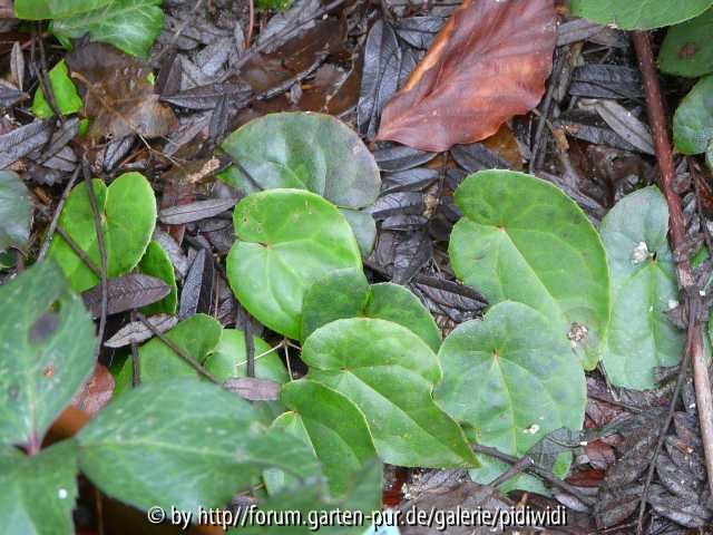 Epimedium acuminatum x pinnatum Laub im Januar