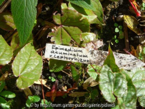 Epimedium acuminatum x leptorrhizum im Herbst
