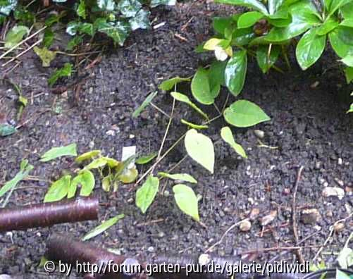 e. acuminatum x pinnatum Mai