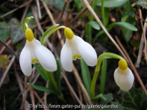 Galanthus nivalis Sandersii Group 'Lowic