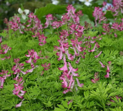 Corydalis bushii