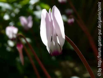 Cyclamen persicum 11-02-05.jpg