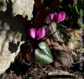 Cyclamen coum 11-02-05.jpg