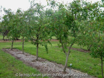 Felsenbirne als Obstbaum