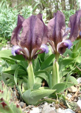 Iris mellita