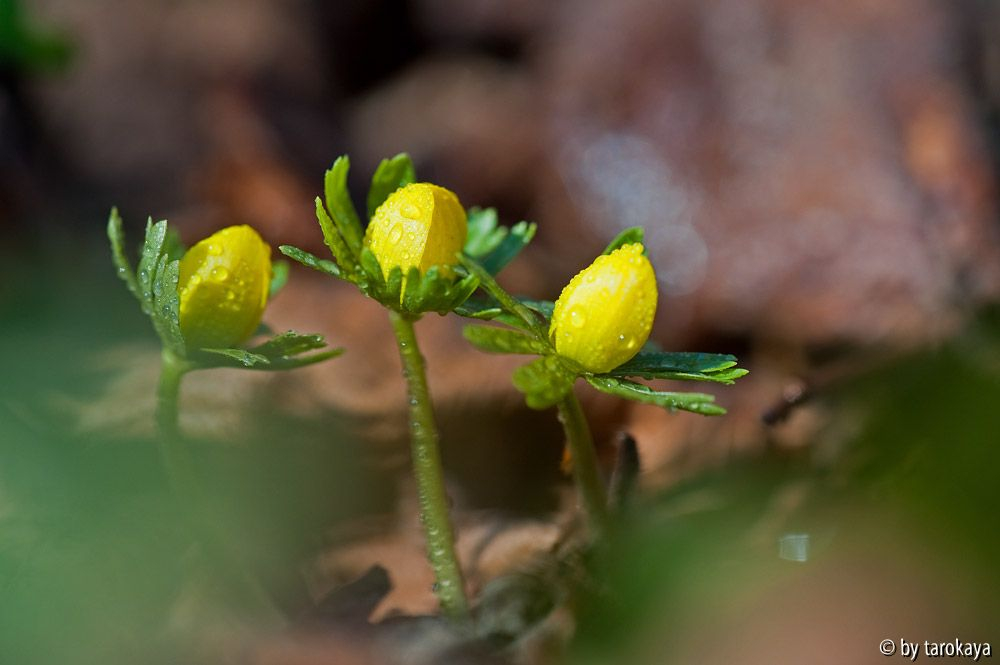 drei grazien
