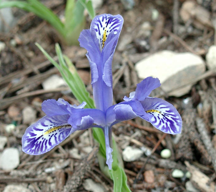 Iris stenophylla