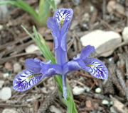 Iris stenophylla