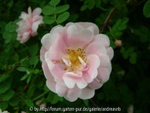 Rosa pimpinellifolia 3