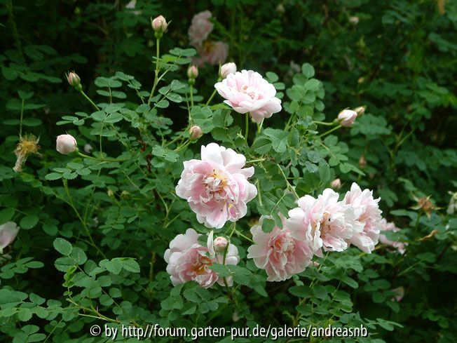 Rosa pimpinellifolia 2