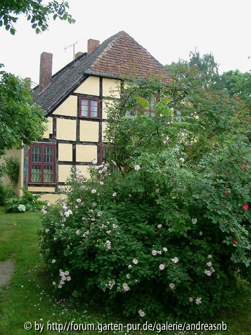 Rosa pimpinellifolia 1