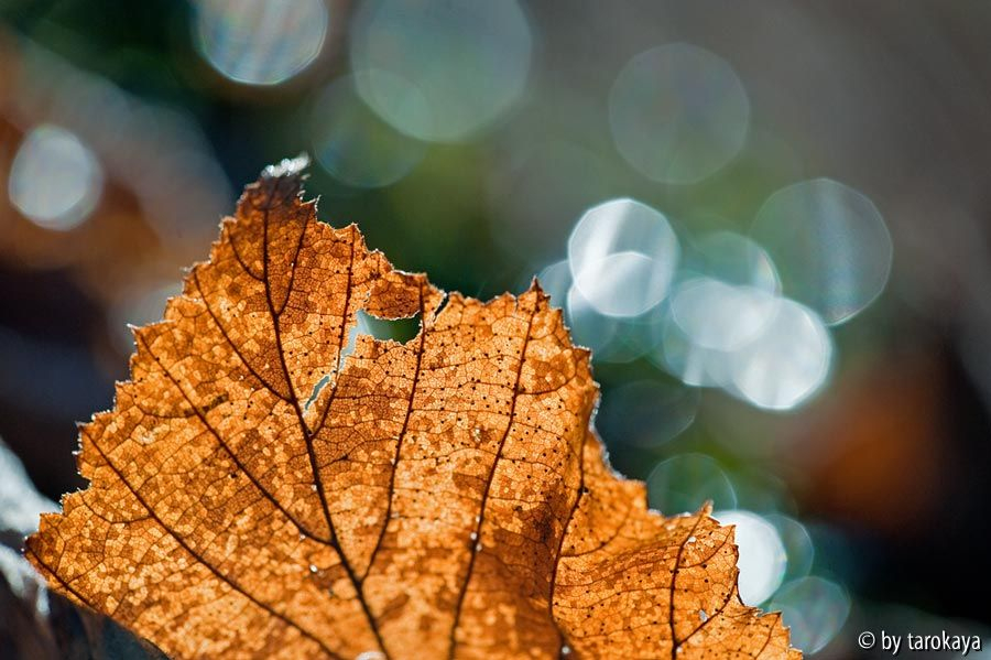 blatt im gegenlicht