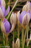 Crocus imperati