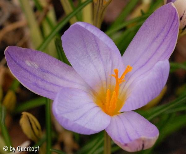 Crocus imperati innen