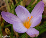 Crocus imperati innen